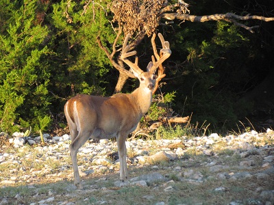 Texas Trophy Whitetails, LLC